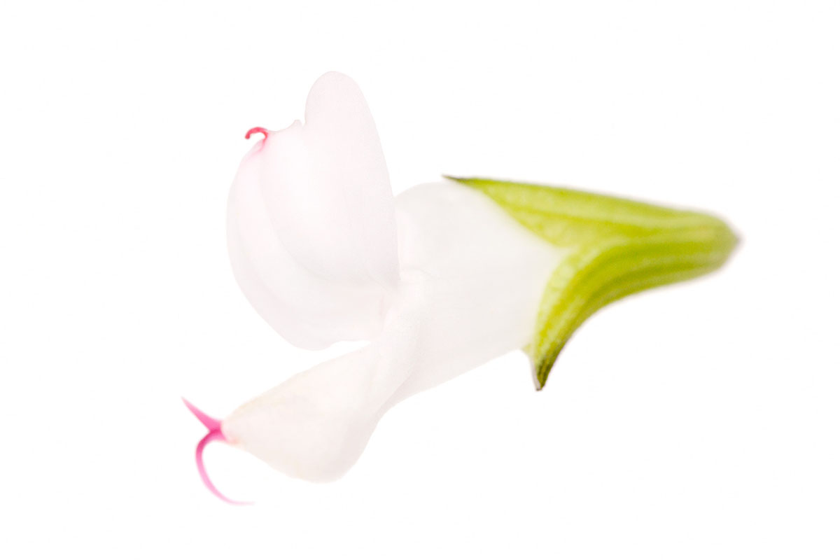 FLORAL SALVIA BLANCA la selecta