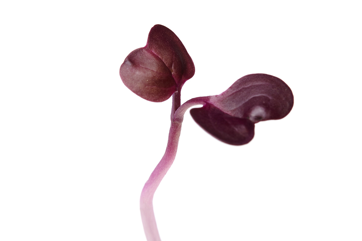 microbroterabanomorado la selecta