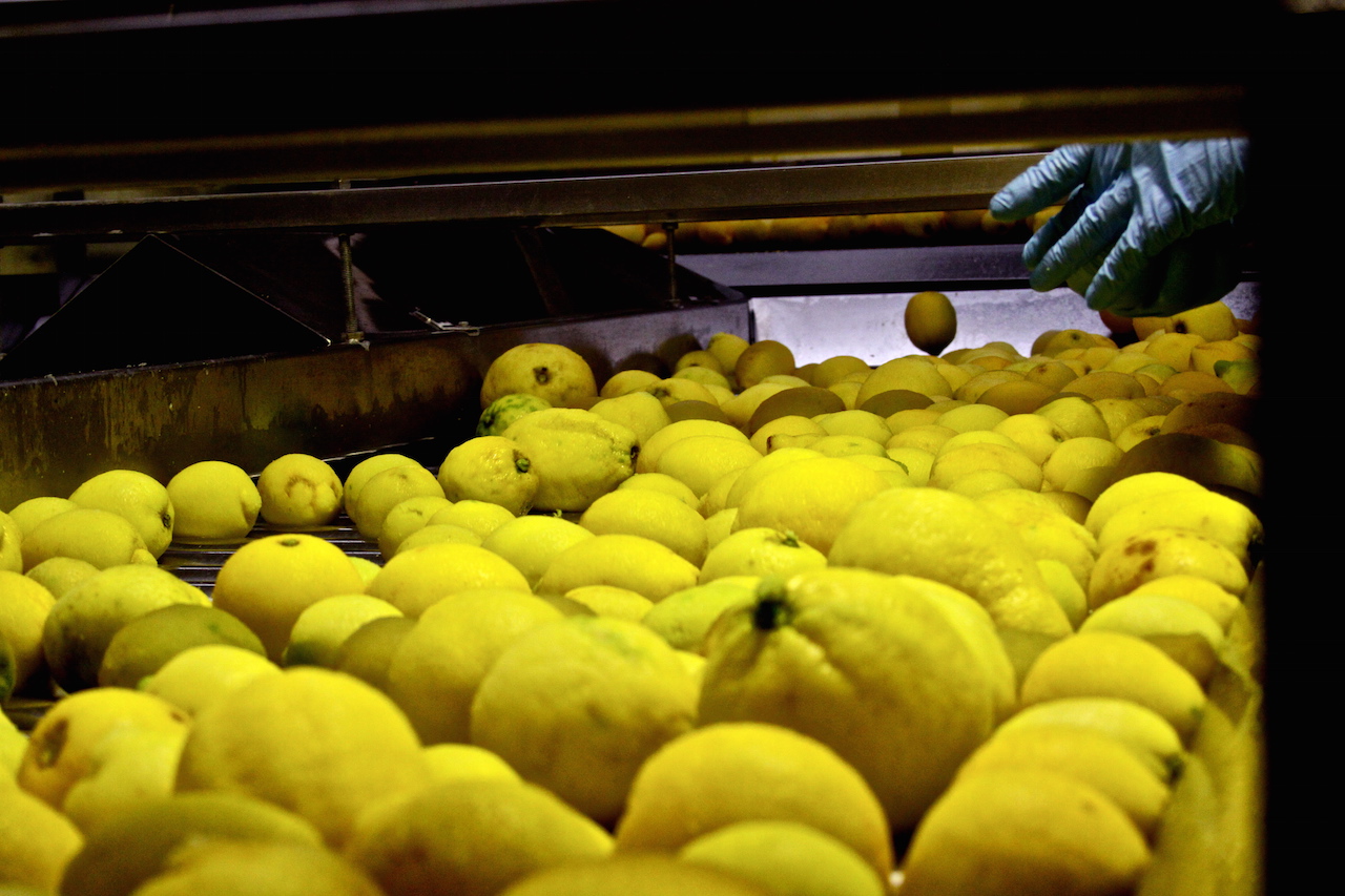 simone gatto la selecta