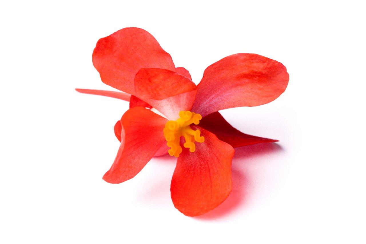 floral begonia la selecta