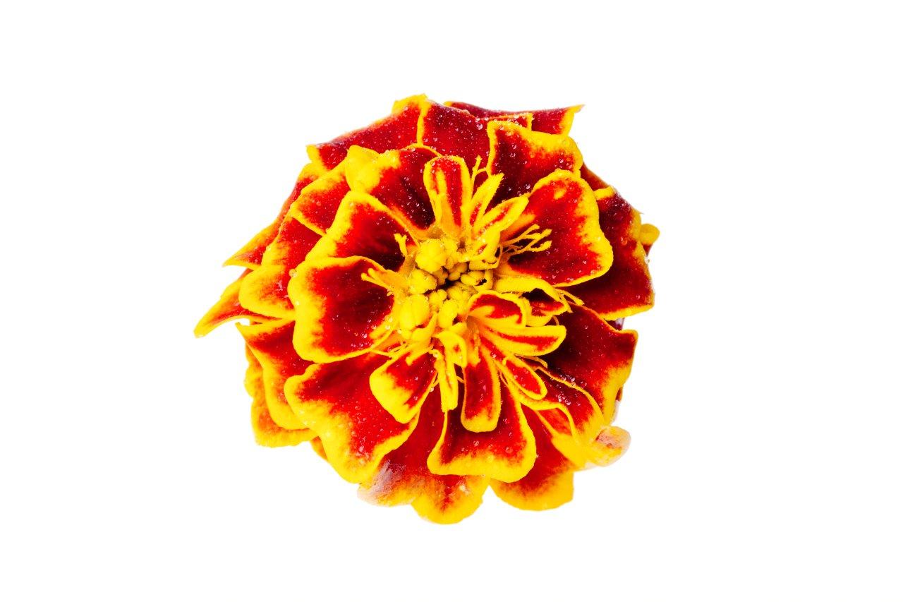 floral tagete la selecta