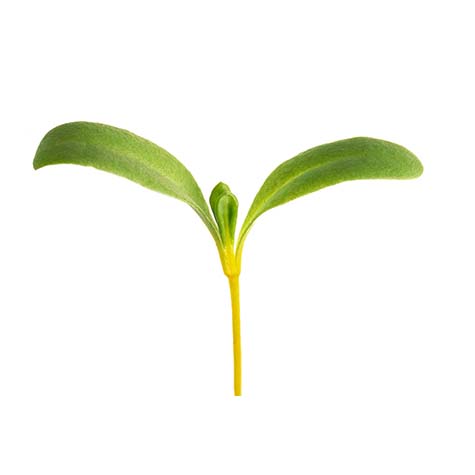 acelga-tallo-amarillo-la selecta.jpg_product CG006