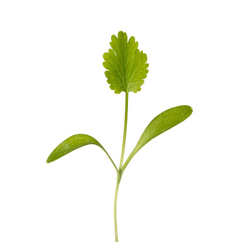 brote-cilantro-la selecta.jpg_product_product_product CG032