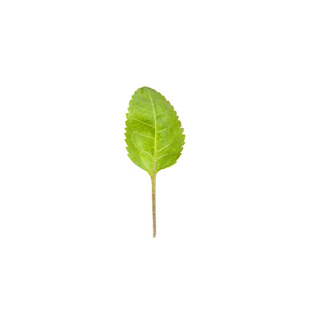 hoja-wasabi_la selecta4.jpg_product CG059