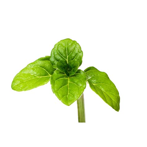 menta-limonera la selecta.jpg_product CG067