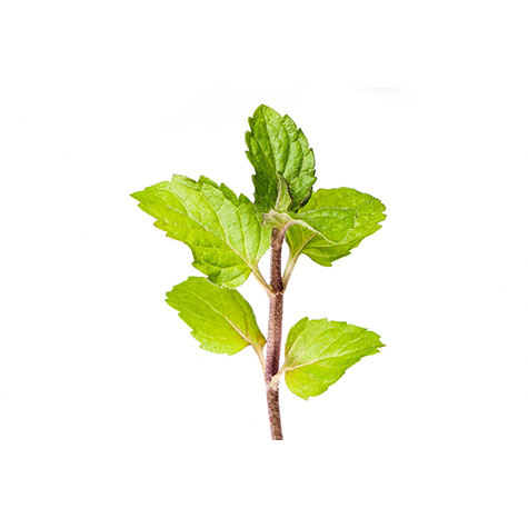 mentapina la selecta.jpg_product CG069