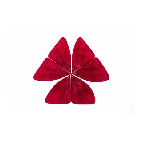 oxalis.jpg_product CG076
