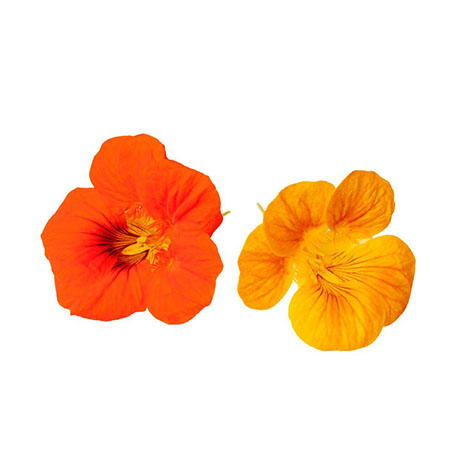 capuchina la selecta.jpg_product CGF27